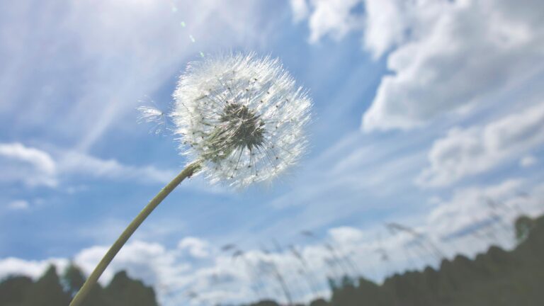 Close-up of a dandelion with seeds against a bright blue sky on a sunny day.